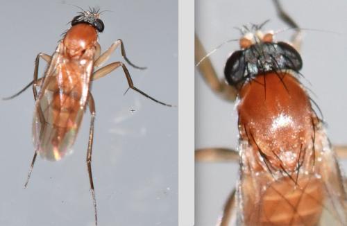 Phalacrotophora sp.
